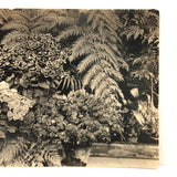 Orchids and Other Hothouse Plants, Lovely Early 20th C. Real Photo Postcard