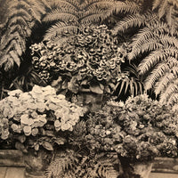 Orchids and Other Hothouse Plants, Lovely Early 20th C. Real Photo Postcard