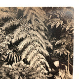 Orchids and Other Hothouse Plants, Lovely Early 20th C. Real Photo Postcard