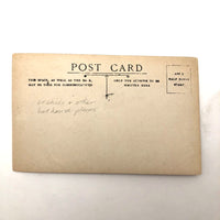 Orchids and Other Hothouse Plants, Lovely Early 20th C. Real Photo Postcard