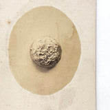 Nicely Mysterious and Very Delicate Feeling Antique Mounted Photo of a Single Silver Button (?)