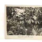 Laurel and Ferns, Lovely Early 20th C. Real Photo Postcard