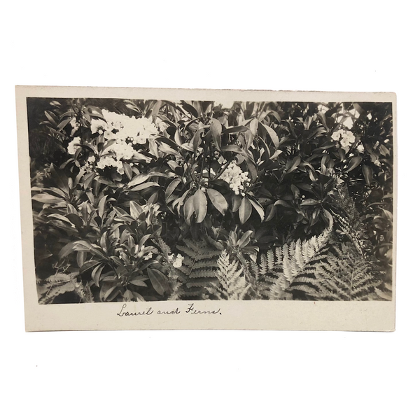 Laurel and Ferns, Lovely Early 20th C. Real Photo Postcard