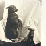 Good Dog In Corner on Covered Chair, Poetic Old Real Photo Postcard