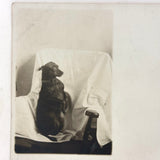 Good Dog In Corner on Covered Chair, Poetic Old Real Photo Postcard