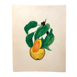 Yellow Pear with Orange Patch, c. 1910 Watercolor