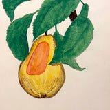Yellow Pear with Orange Patch, c. 1910 Watercolor