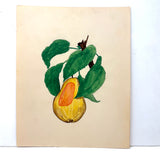 Yellow Pear with Orange Patch, c. 1910 Watercolor