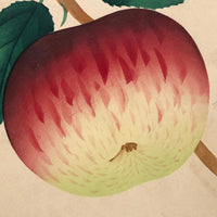Dappled Apple, Antique Theorem Watercolor on Watermarked Paper