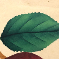 Dappled Apple, Antique Theorem Watercolor on Watermarked Paper