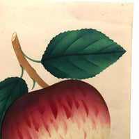 Dappled Apple, Antique Theorem Watercolor on Watermarked Paper