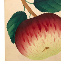 Dappled Apple, Antique Theorem Watercolor on Watermarked Paper
