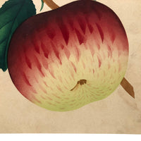 Dappled Apple, Antique Theorem Watercolor on Watermarked Paper