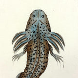 Shaw + Nodder 1792 Ambystoma Mexicanum (Mole Salamander) Hand-Colored Copper Engraving