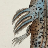 Shaw + Nodder 1792 Ambystoma Mexicanum (Mole Salamander) Hand-Colored Copper Engraving
