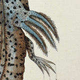 Shaw + Nodder 1792 Ambystoma Mexicanum (Mole Salamander) Hand-Colored Copper Engraving
