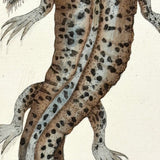Shaw + Nodder 1792 Ambystoma Mexicanum (Mole Salamander) Hand-Colored Copper Engraving