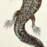 Shaw + Nodder 1792 Ambystoma Mexicanum (Mole Salamander) Hand-Colored Copper Engraving