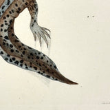 Shaw + Nodder 1792 Ambystoma Mexicanum (Mole Salamander) Hand-Colored Copper Engraving