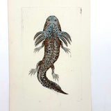 Shaw + Nodder 1792 Ambystoma Mexicanum (Mole Salamander) Hand-Colored Copper Engraving