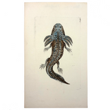 Shaw + Nodder 1792 Ambystoma Mexicanum (Mole Salamander) Hand-Colored Copper Engraving