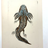 Shaw + Nodder 1792 Ambystoma Mexicanum (Mole Salamander) Hand-Colored Copper Engraving