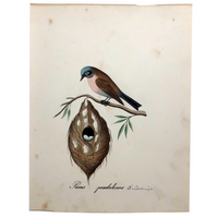 Penduline Tit with Egg Filled Nest, Exquisite Early 19th Century Watercolor