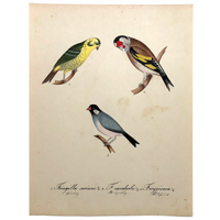 Two Finches and a Sparrow, Exquisite Early 19th Century Watercolor