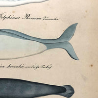 Narwhal, Manatee and Friends, Exquisite Early 19th Century Watercolor