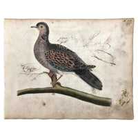 Spotted Dove(?): Marvelous C. 1800 German Watercolor, with Birds of Prey Notes on Reverse)