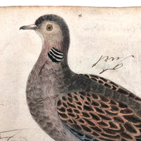 Spotted Dove(?): Marvelous C. 1800 German Watercolor, with Birds of Prey Notes on Reverse)