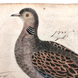 Spotted Dove(?): Marvelous C. 1800 German Watercolor, with Birds of Prey Notes on Reverse)