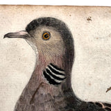 Spotted Dove(?): Marvelous C. 1800 German Watercolor, with Birds of Prey Notes on Reverse)