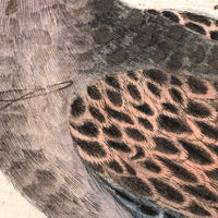 Spotted Dove(?): Marvelous C. 1800 German Watercolor, with Birds of Prey Notes on Reverse)