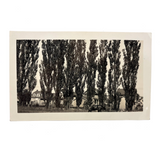 Wall of Trees with Horse and Houses, c. 1940s Snapshot