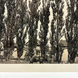 Wall of Trees with Horse and Houses, c. 1940s Snapshot