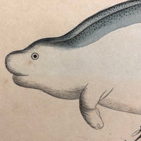 Narwhal, Manatee and Friends, Exquisite Early 19th Century Watercolor