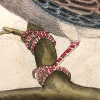 Spotted Dove(?): Marvelous C. 1800 German Watercolor, with Birds of Prey Notes on Reverse)