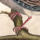 Spotted Dove(?): Marvelous C. 1800 German Watercolor, with Birds of Prey Notes on Reverse)
