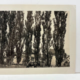 Wall of Trees with Horse and Houses, c. 1940s Snapshot