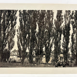 Wall of Trees with Horse and Houses, c. 1940s Snapshot