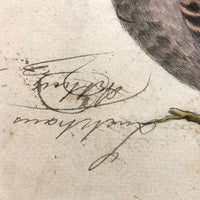 Spotted Dove(?): Marvelous C. 1800 German Watercolor, with Birds of Prey Notes on Reverse)
