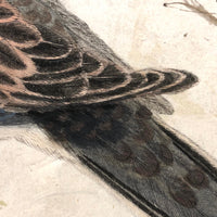 Spotted Dove(?): Marvelous C. 1800 German Watercolor, with Birds of Prey Notes on Reverse)