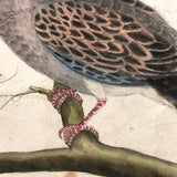 Spotted Dove(?): Marvelous C. 1800 German Watercolor, with Birds of Prey Notes on Reverse)