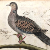 Spotted Dove(?): Marvelous C. 1800 German Watercolor, with Birds of Prey Notes on Reverse)