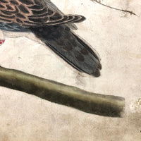 Spotted Dove(?): Marvelous C. 1800 German Watercolor, with Birds of Prey Notes on Reverse)