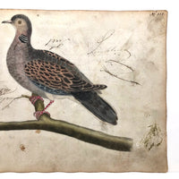 Spotted Dove(?): Marvelous C. 1800 German Watercolor, with Birds of Prey Notes on Reverse)