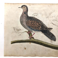 Spotted Dove(?): Marvelous C. 1800 German Watercolor, with Birds of Prey Notes on Reverse)