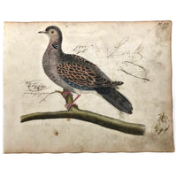 Spotted Dove(?): Marvelous C. 1800 German Watercolor, with Birds of Prey Notes on Reverse)