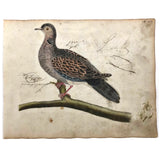 Spotted Dove(?): Marvelous C. 1800 German Watercolor, with Birds of Prey Notes on Reverse)